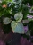 Begonia pavonina ⌀8cm