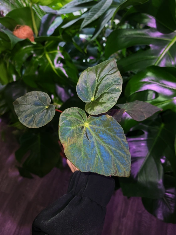Begonia pavonina ⌀8cm