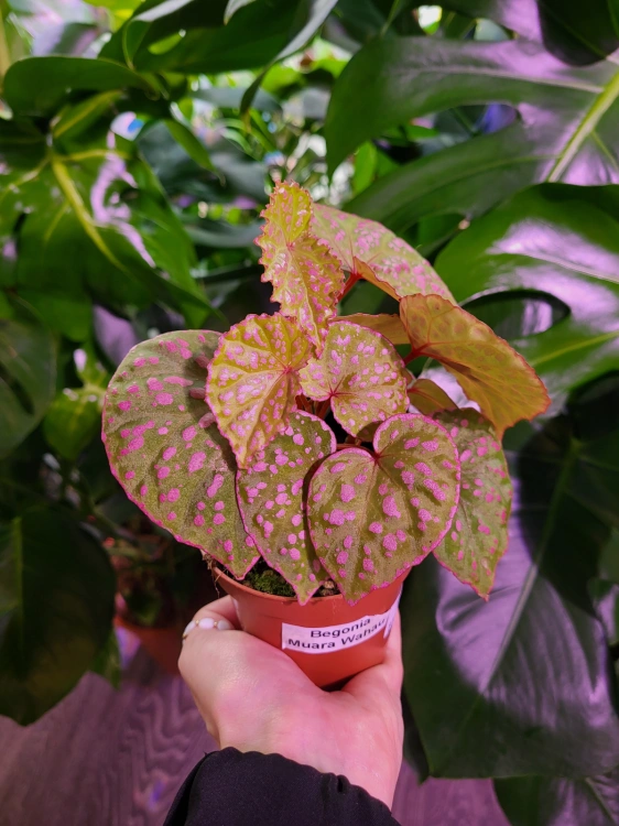Begonia sp. Muara Wahau ⌀8cm
