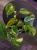 Philodendron scandens 'Brasil'⌀12cm