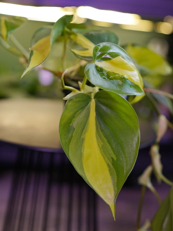 Philodendron scandens 'Brasil'⌀12cm