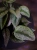 Scindapsus pictus 'Trebie' ⌀12cm
