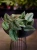 Scindapsus pictus 'Trebie' ⌀12cm