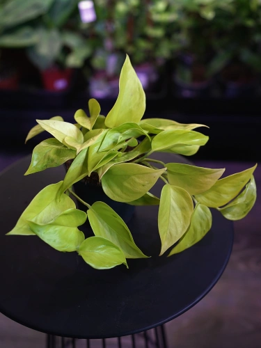 Epipremnum 'Champs Élysées' ⌀12cm