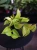 Epipremnum 'Champs Élysées' ⌀12cm