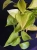 Epipremnum 'Champs Élysées' ⌀12cm