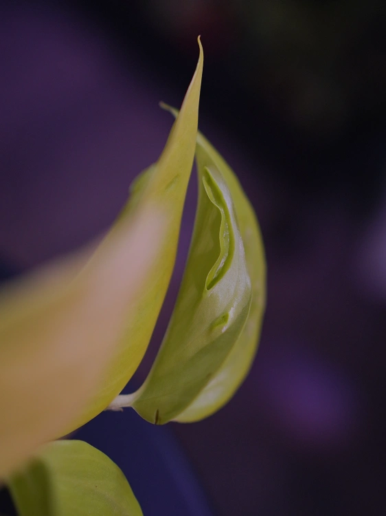 Epipremnum 'Champs Élysées' ⌀12cm