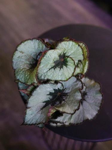 Begonia rex 'Escargot' ⌀12cm