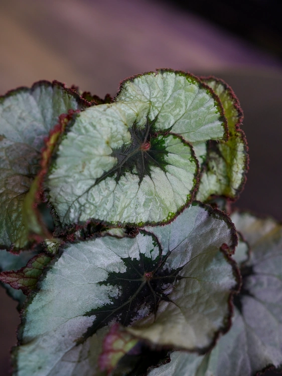 Begonia rex 'Escargot' ⌀12cm