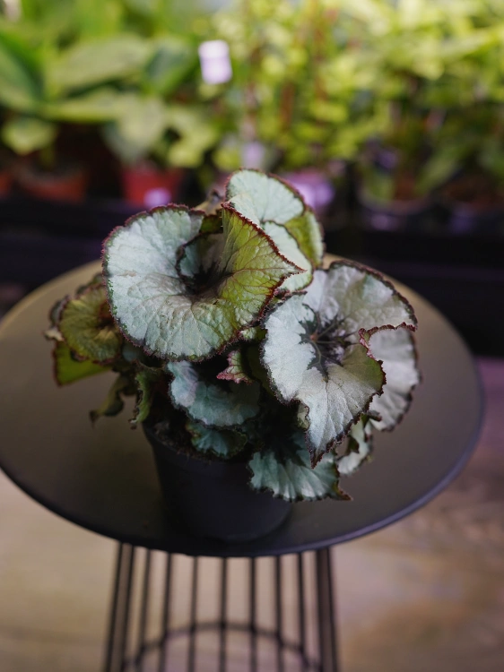 Begonia rex 'Escargot' ⌀12cm