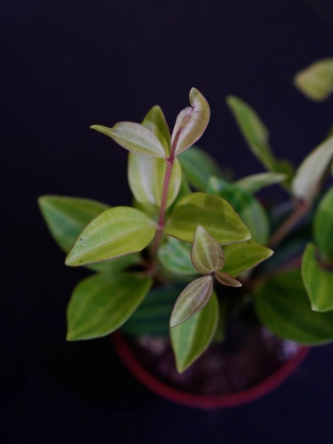Peperomia angulata ⌀7cm