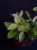 Peperomia angulata ⌀7cm