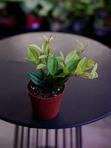 Peperomia angulata ⌀7cm