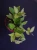 Peperomia angulata ⌀7cm