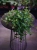 Peperomia rotundifolia ⌀12cm