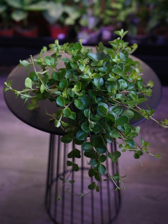 Peperomia rotundifolia ⌀12cm