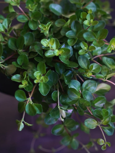 Peperomia rotundifolia ⌀12cm
