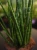 Sansevieria 'Digitorum' ⌀15cm
