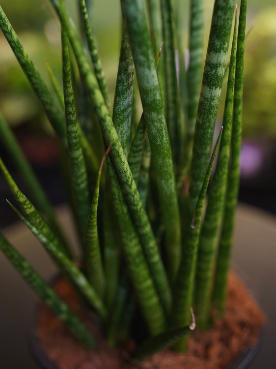 Sansevieria 'Digitorum' ⌀15cm