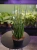 Sansevieria 'Digitorum' ⌀15cm