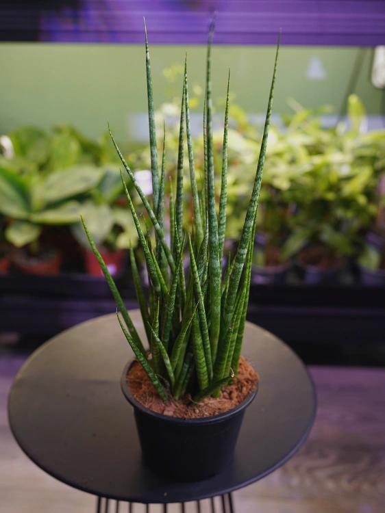 Sansevieria 'Digitorum' ⌀15cm