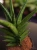 Sansevieria cylindrica 'Starshooter' ⌀12cm