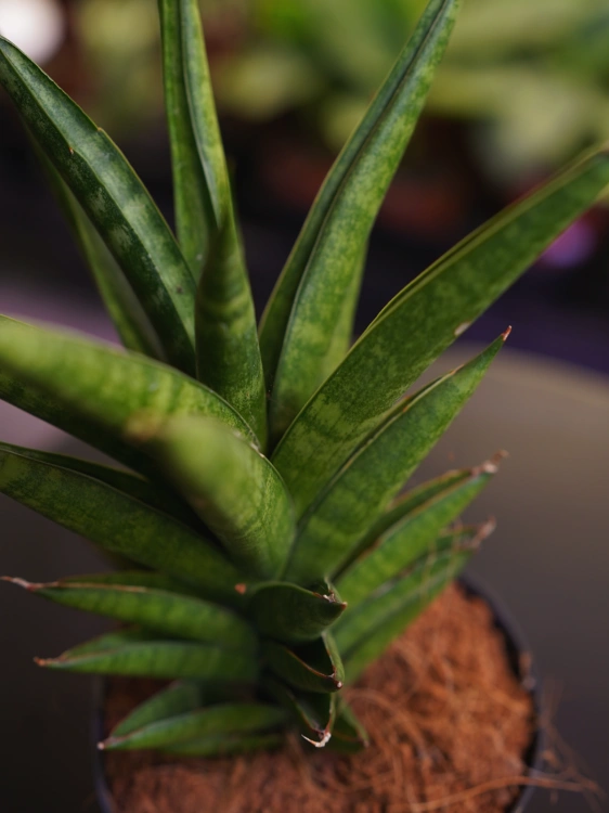 Sansevieria cylindrica 'Starshooter' ⌀12cm