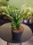 Sansevieria cylindrica 'Starshooter' ⌀12cm