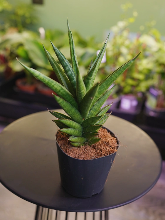 Sansevieria cylindrica 'Starshooter' ⌀12cm