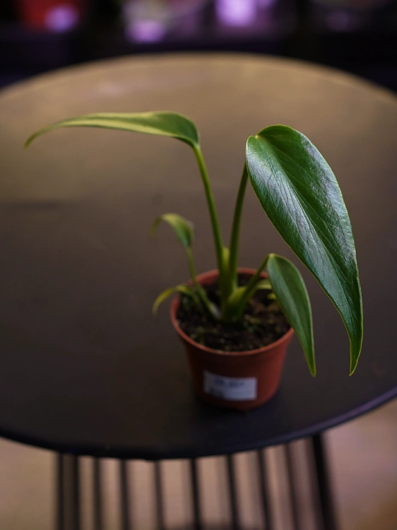 Monstera Burle Marx ⌀6cm
