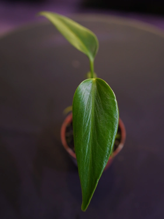 Monstera Burle Marx ⌀6cm