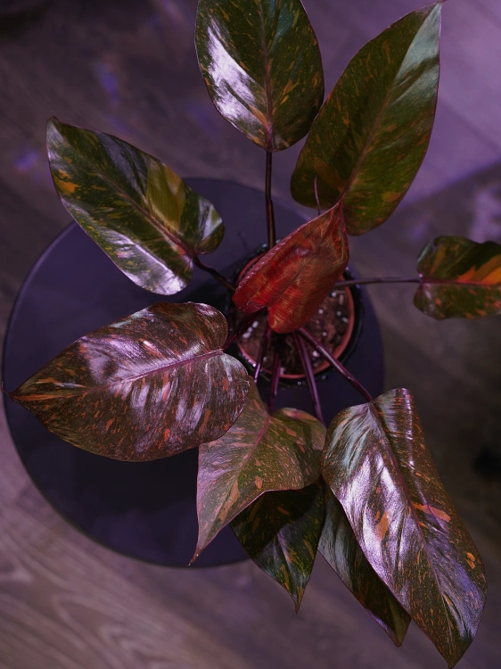 Philodendron 'Orange Princess' ⌀12cm