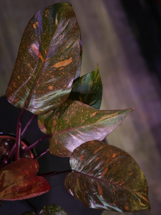 Philodendron 'Orange Princess' ⌀12cm