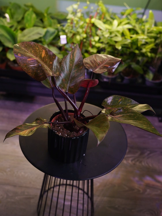 Philodendron 'Orange Princess' ⌀12cm