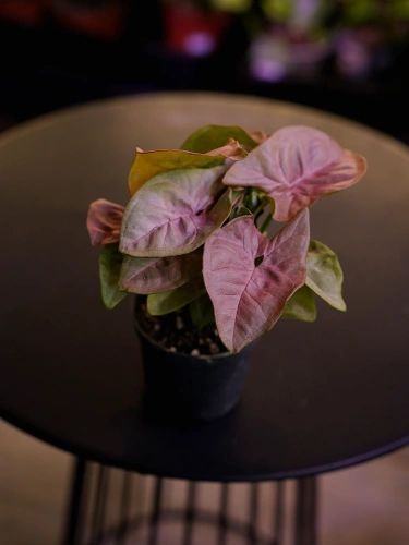 Syngonium 'Neon Robusta' Zroślicha ⌀7cm