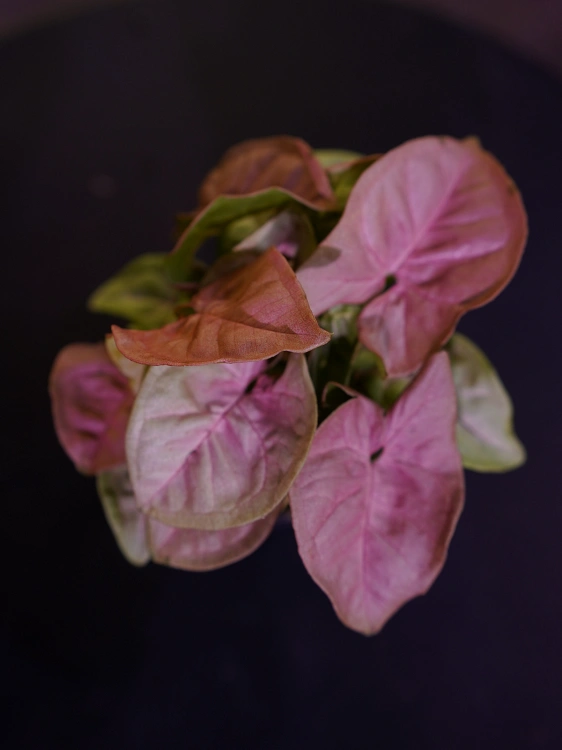 Syngonium 'Neon Robusta' Zroślicha ⌀7cm
