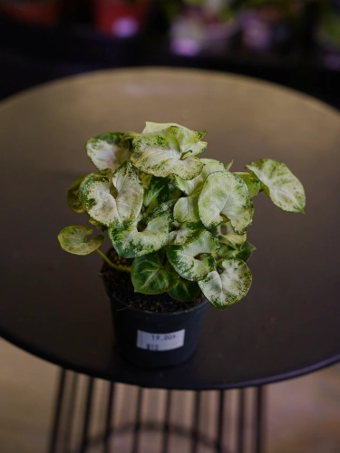 Syngonium 'Pixie' Zroślicha ⌀7cm