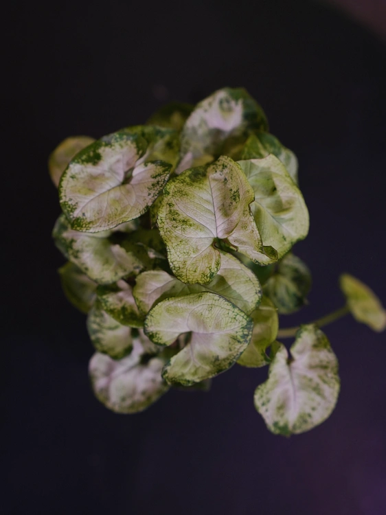 Syngonium 'Pixie' Zroślicha ⌀7cm