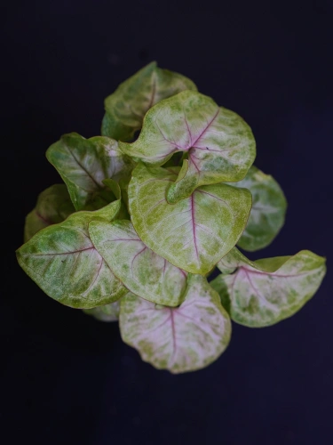 Syngonium 'Gold Allusion' Zroślicha ⌀7cm