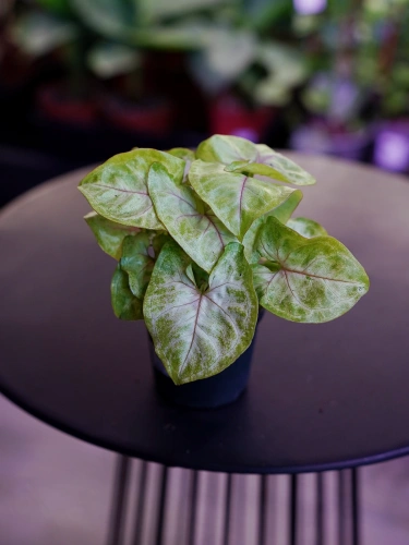 Syngonium 'Gold Allusion' Zroślicha ⌀7cm