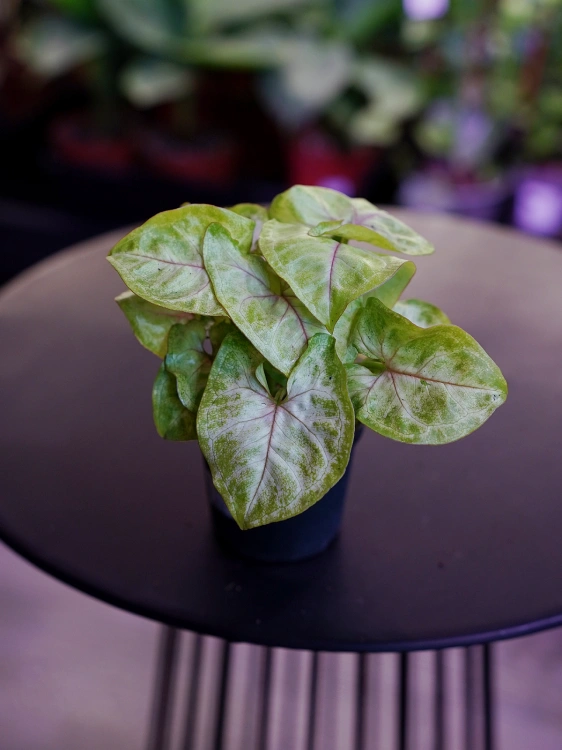 Syngonium 'Gold Allusion' Zroślicha ⌀7cm