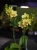 Storczyk Phalaenopsis Multiflora Żółty I ⌀12cm