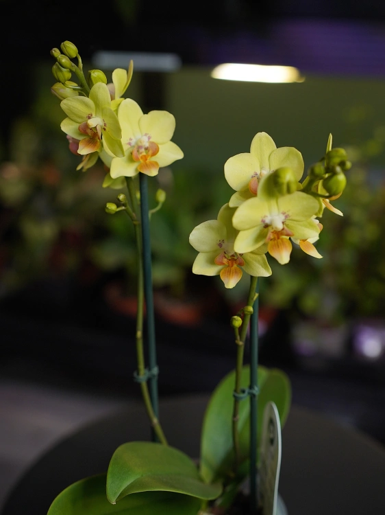 Storczyk Phalaenopsis Multiflora Żółty I ⌀12cm