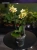 Storczyk Phalaenopsis Multiflora Żółty I ⌀12cm