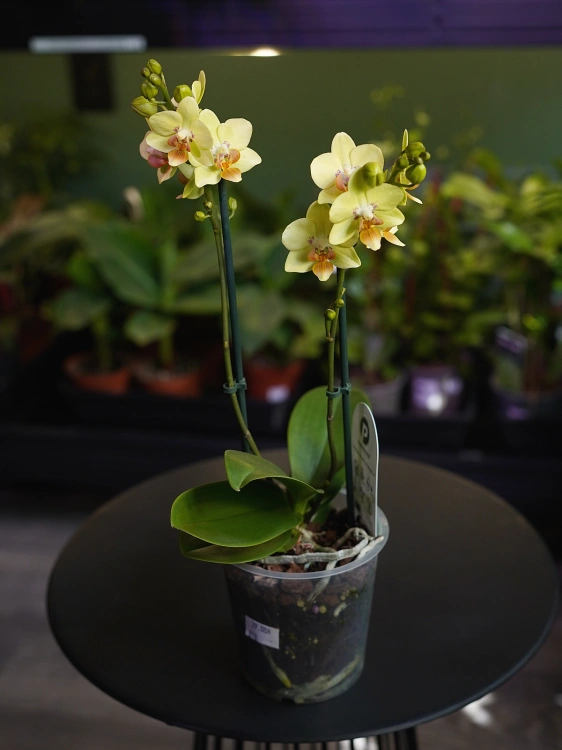 Storczyk Phalaenopsis Multiflora Żółty I ⌀12cm