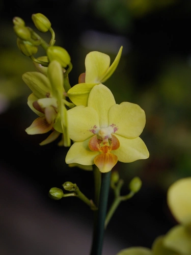 Storczyk Phalaenopsis Multiflora Żółty I ⌀12cm