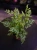 Pteris ensiformis 'Evergemiensis' Paproć ⌀8,5cm