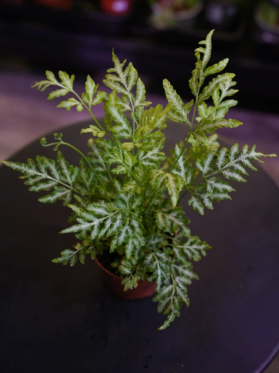 Pteris ensiformis 'Evergemiensis' Paproć ⌀8,5cm