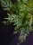 Pteris ensiformis 'Evergemiensis' Paproć ⌀8,5cm