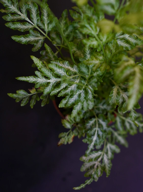 Pteris ensiformis 'Evergemiensis' Paproć ⌀8,5cm